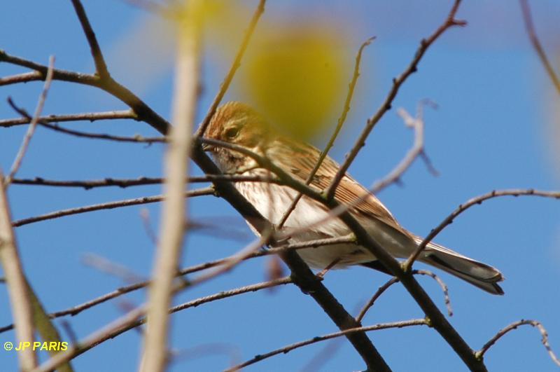 Emberiza schoeniclus